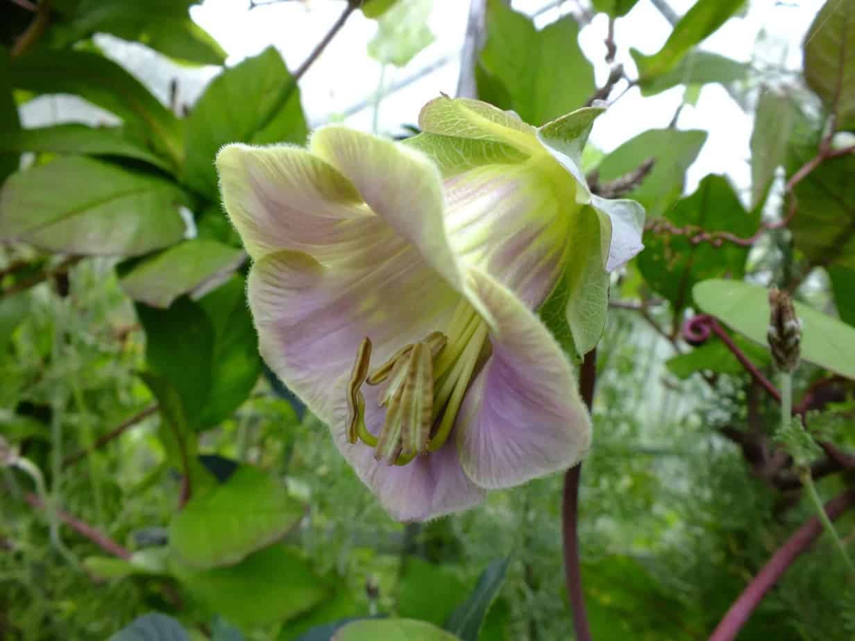 Cobaea Scandens Diana S Mooie Moestuin