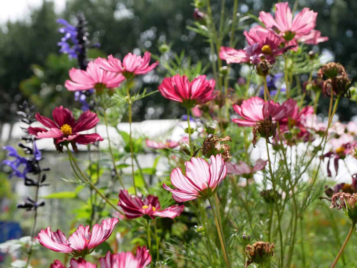 Mijn Favorieten In 2021 - Diana's Mooie Moestuin