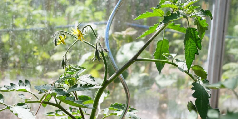 Niet verwacht hartstochtelijk Kangoeroe Gefermenteerde plantenvoeding en tomaten - Diana's mooie moestuin