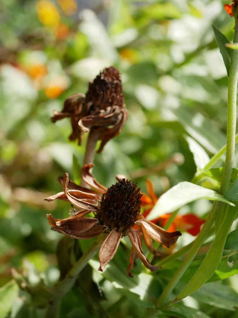 Zinnia uitgebloeide bloem